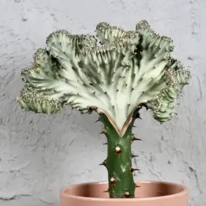 euphorbia-lactea-cristata-rastlinkovo