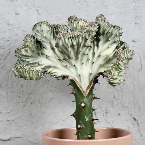 euphorbia-lactea-cristata-rastlinkovo