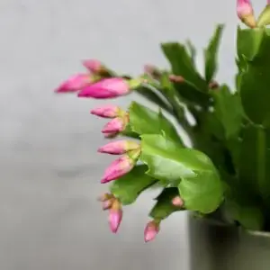 schlumbergera-ruzova-rastlinkovo