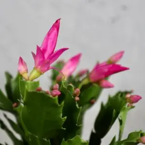 schlumbergera-ruzova-rastlinkovo