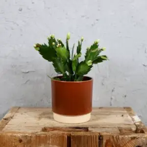 schlumbergera-biela-rastlinkovo
