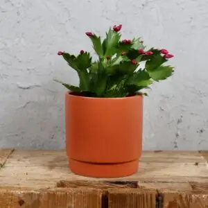 schlumbergera-cervena-rastlinkovo