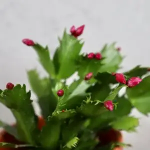 schlumbergera-cervena-rastlinkovo