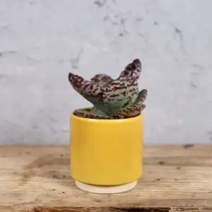 kalanchoe-zebra-rastlinkovo