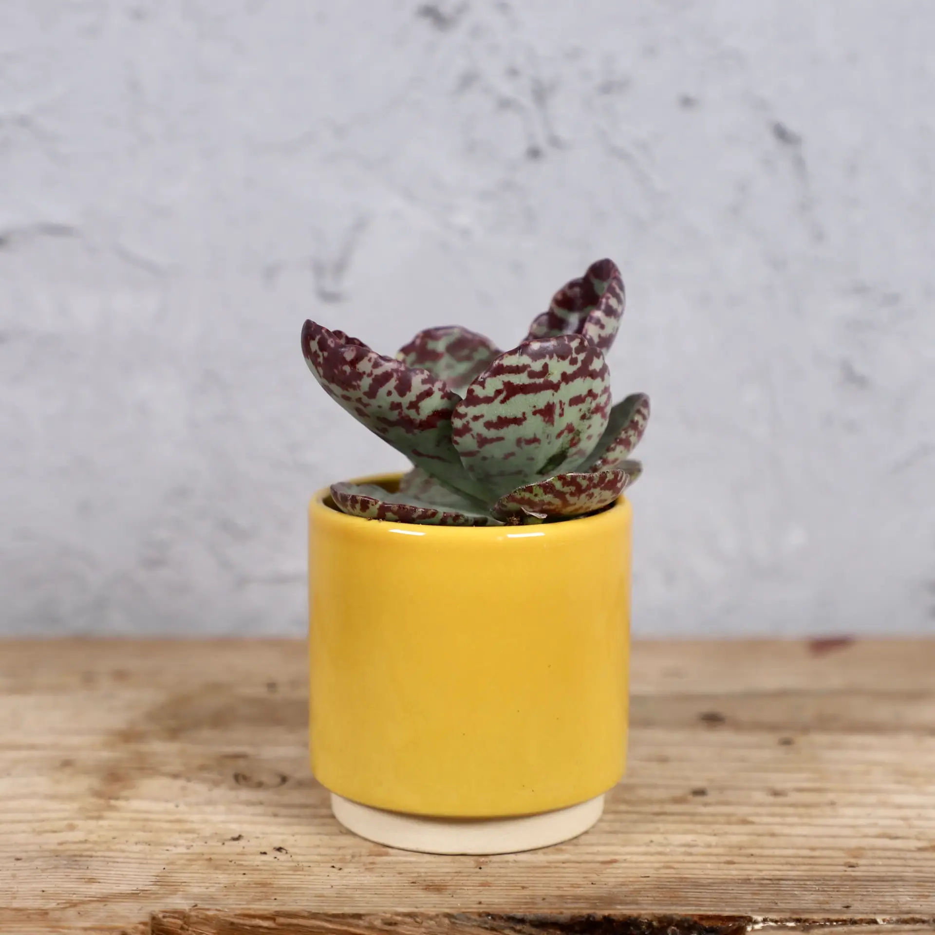 Kalanchoe Zebra baby 3 kalanchoe-zebra-rastlinkovo