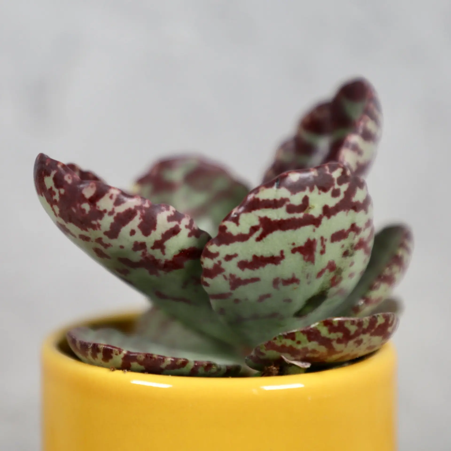 Kalanchoe Zebra baby 1 kalanchoe-zebra-rastlinkovo