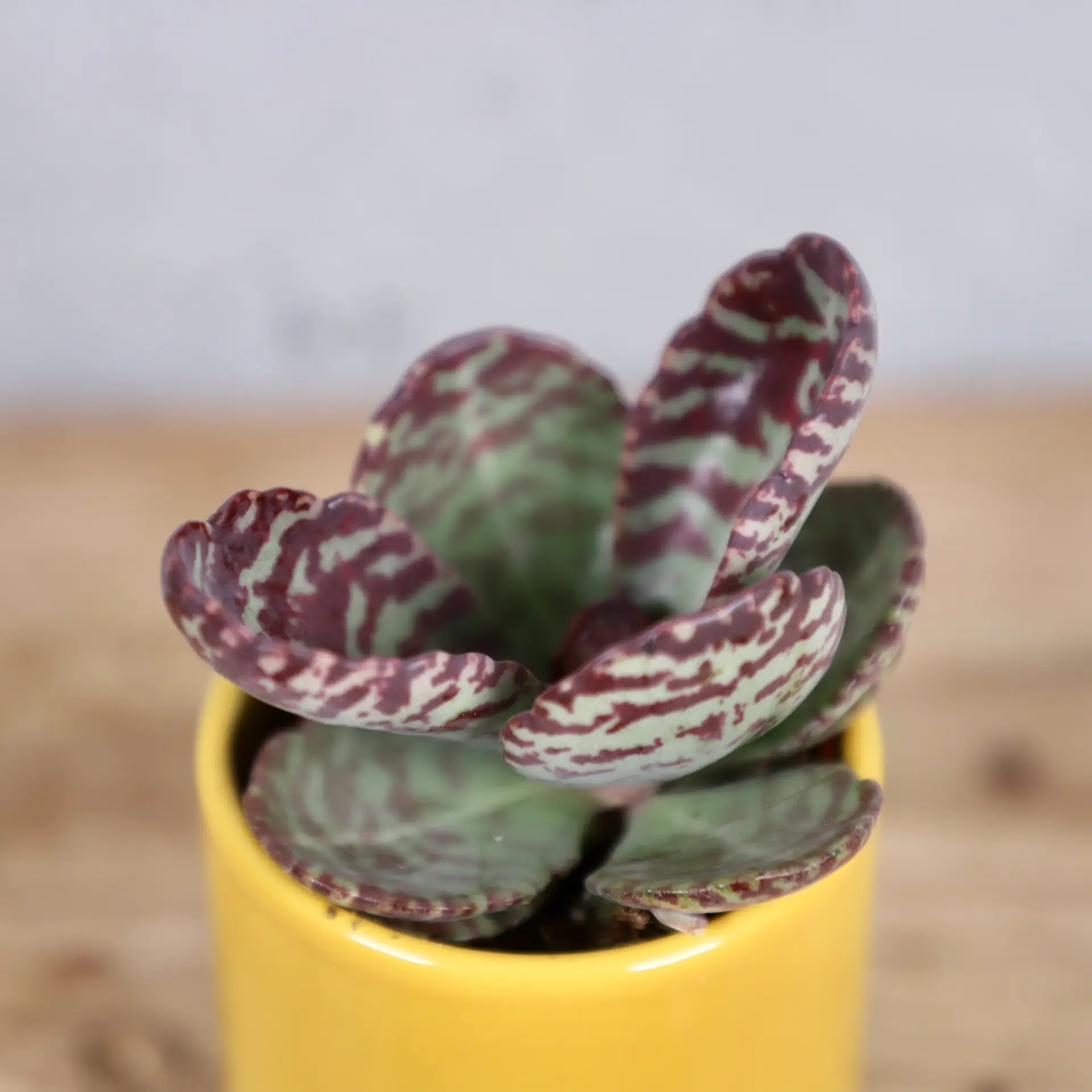 Kalanchoe Zebra baby 2 kalanchoe-zebra-rastlinkovo