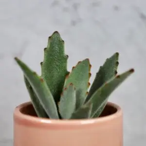 kalanchoe-tomentosa-rastlinkovo