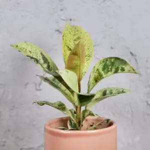 Ficus-Elastica-Shivereana-rastlinkovo