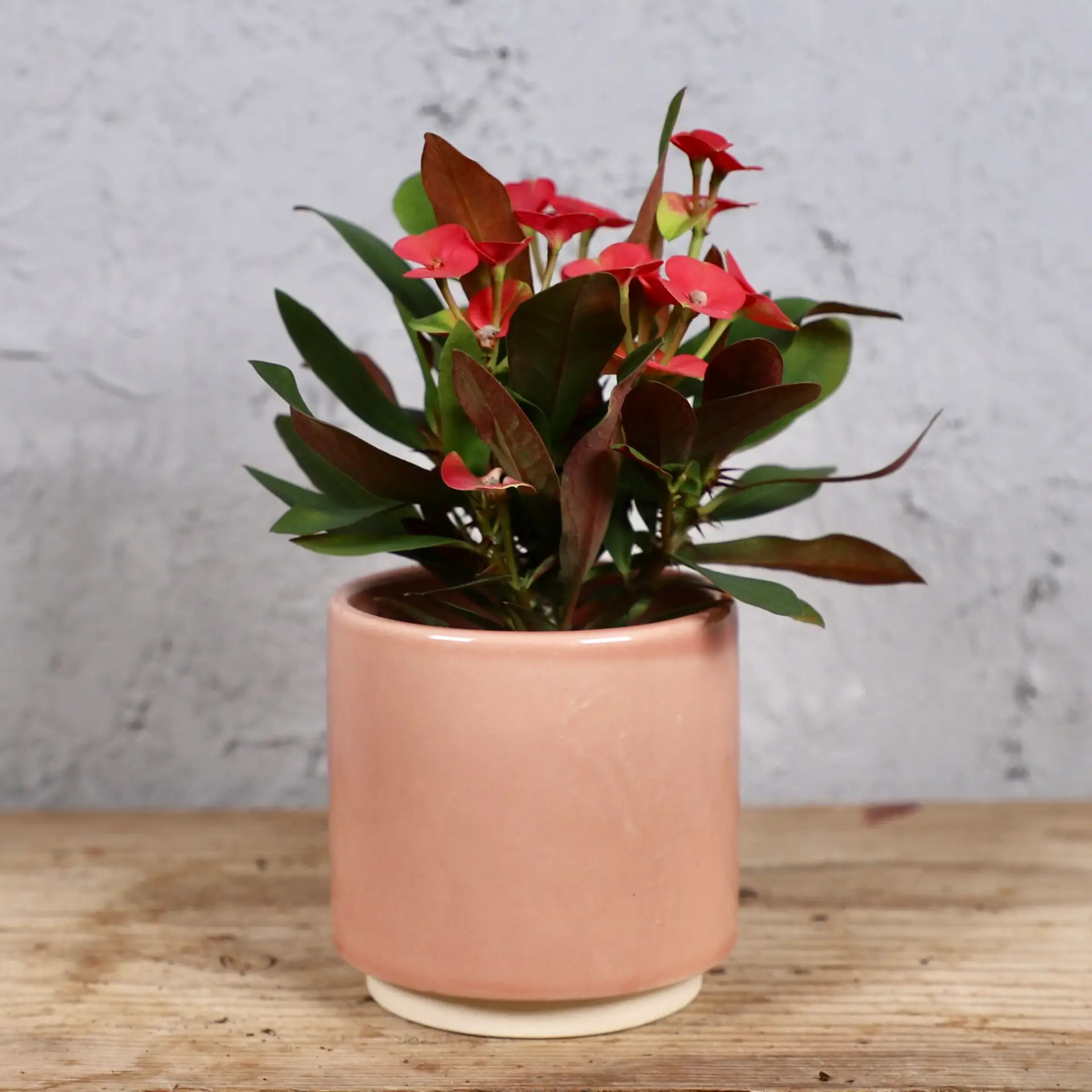 Euphorbia Eos red baby 4 euphorbia-eos-rastlinkovo