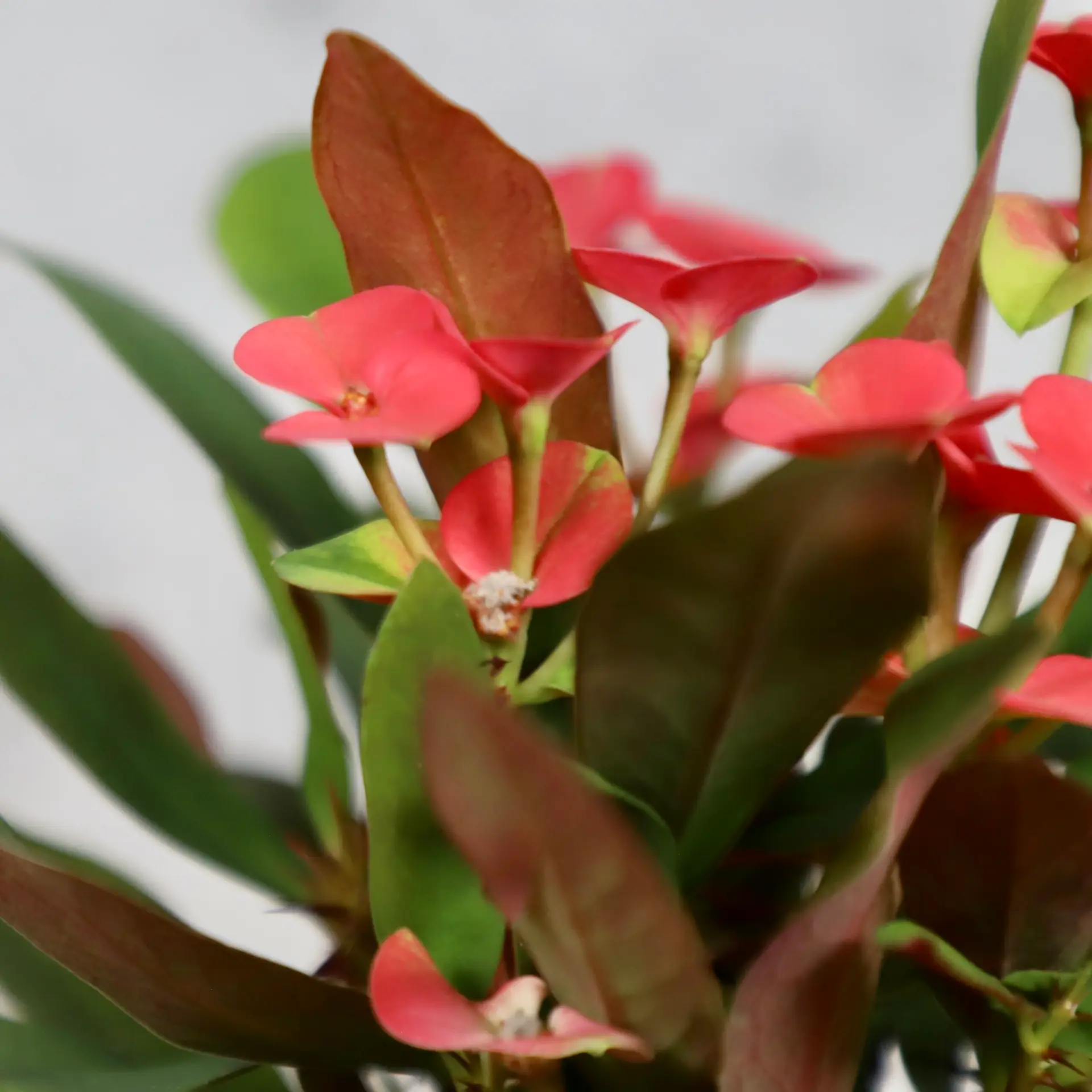 Euphorbia Eos red baby 1 euphorbia-eos-rastlinkovo
