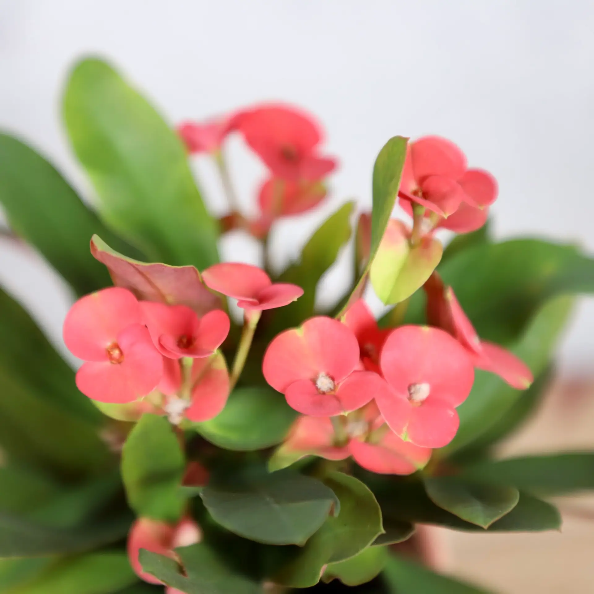 Euphorbia Eos red baby 3 euphorbia-eos-rastlinkovo
