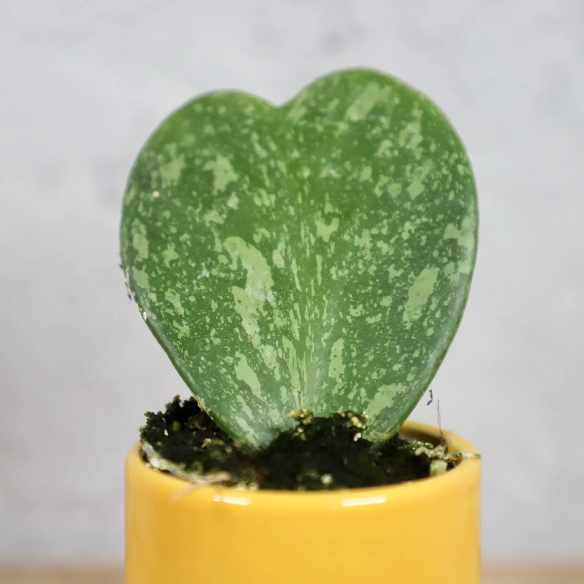 Hoya Kerrii Splash baby 1 hoya-kerrii-splash-rastlinkovo