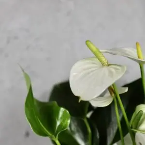 anthurium-joly-white-rastlinkovo