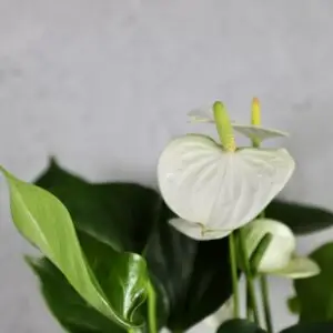 anthurium-joly-white-rastlinkovo