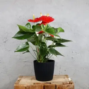 anthurium-joly-red-rastlinkovo