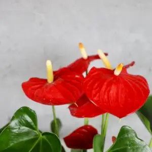 anthurium-joly-red-rastlinkovo