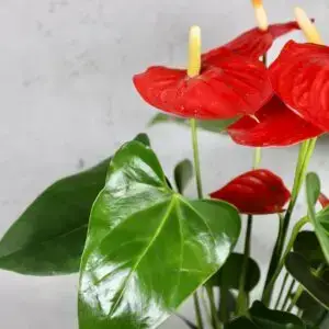 anthurium-joly-red-rastlinkovo