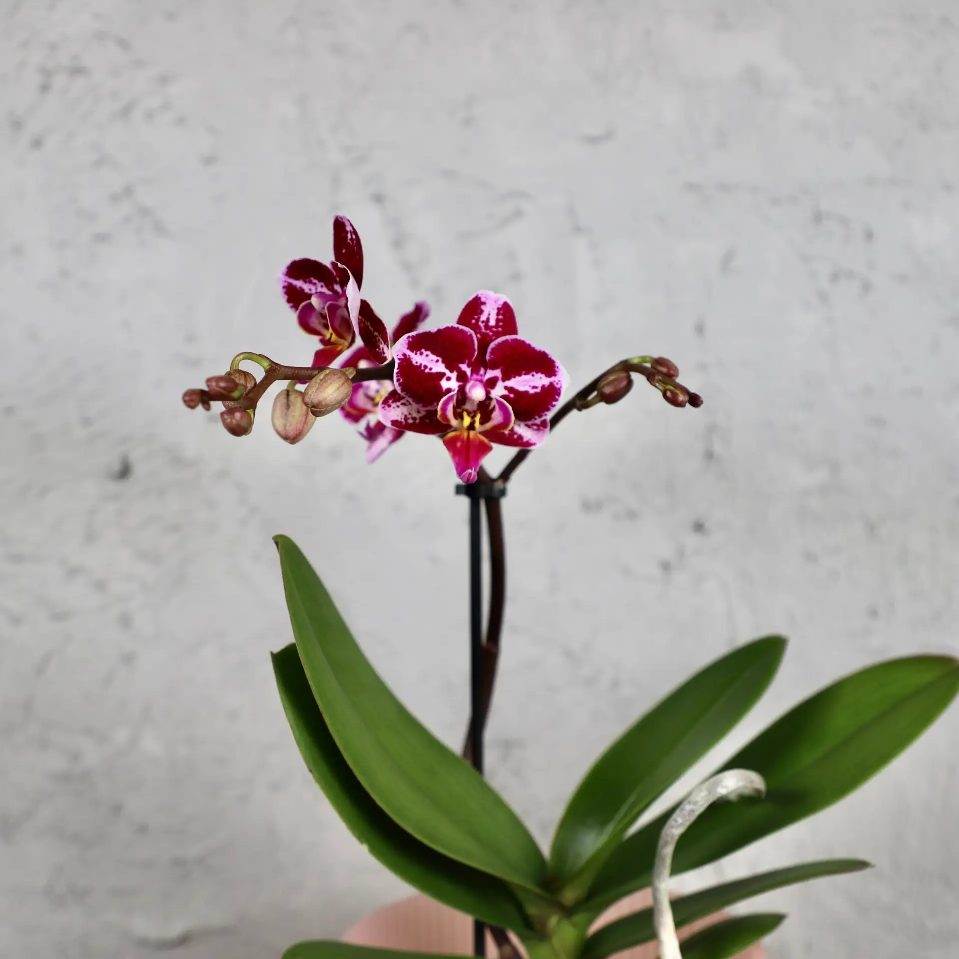 Orchidea phalaenopsis multiflora fialovo ružová 2 Orchidea-phalaenopsis-multiflora-fialovo-ružová-rastlinkovo