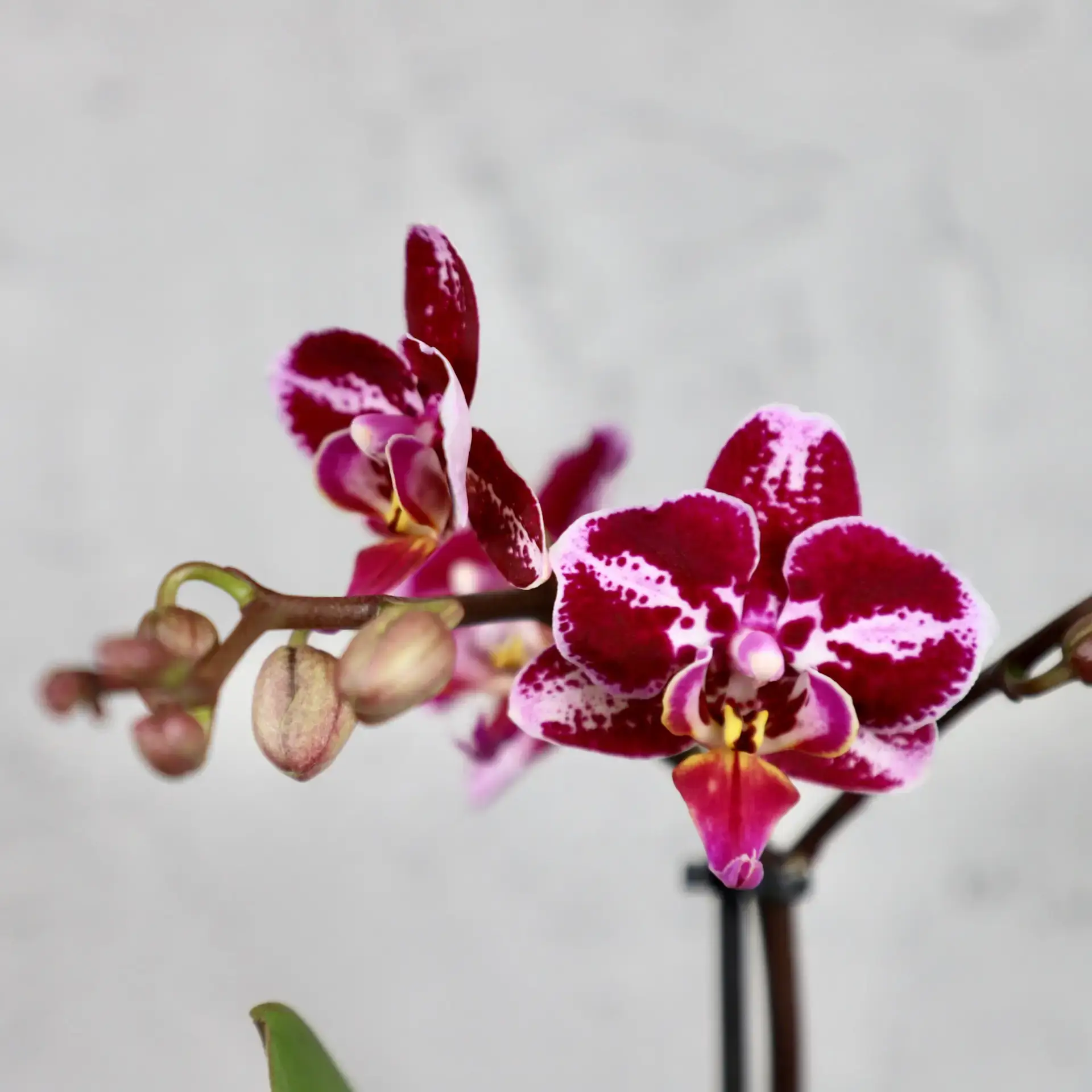 Orchidea phalaenopsis multiflora fialovo ružová 1 Orchidea-phalaenopsis-multiflora-fialovo-ružová-rastlinkovo