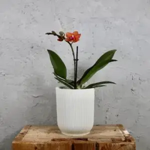 Orchidea-phalaenopsis-multiflora-oranžová-rastlinkovo