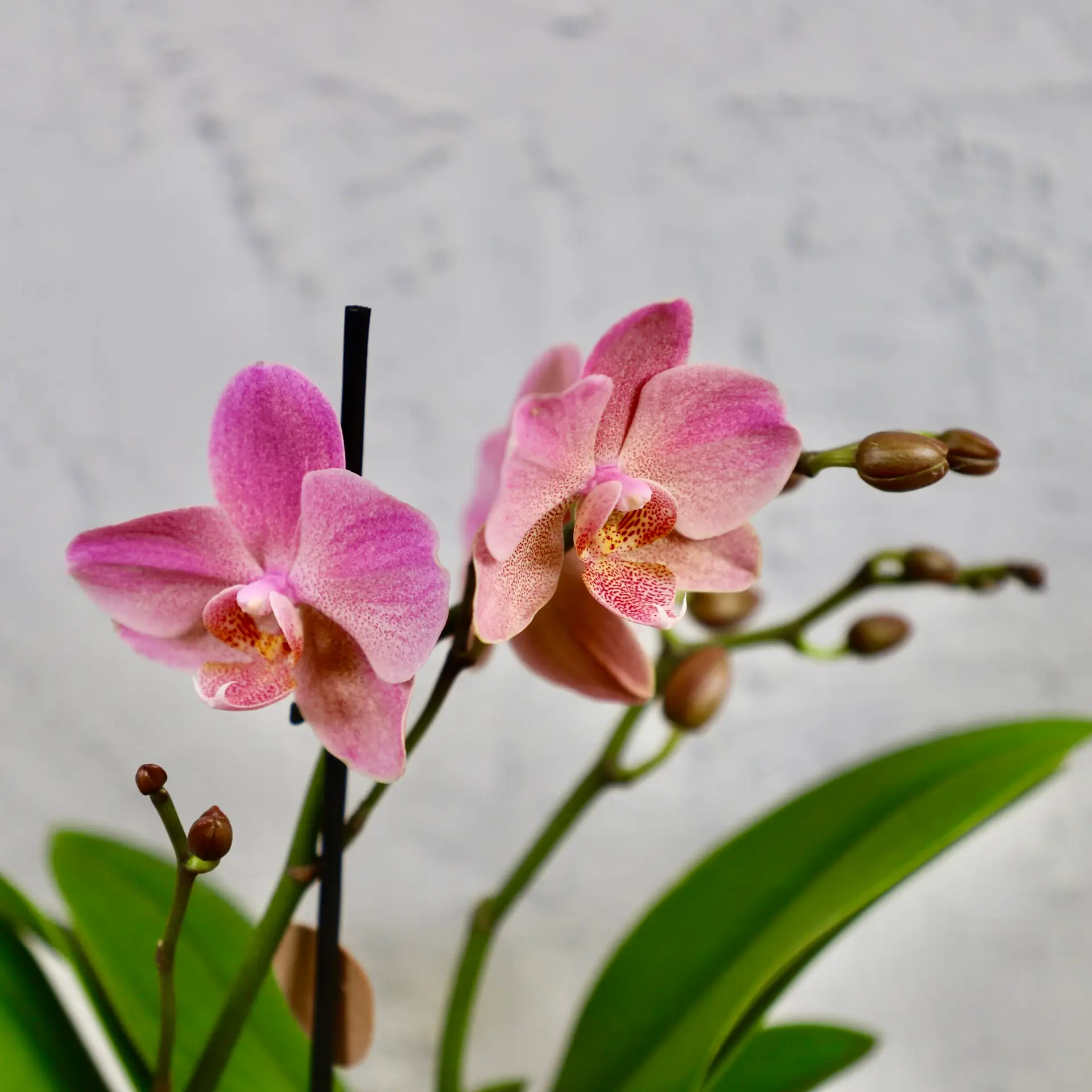 Orchidea phalaenopsis multiflora bledo ružová 1 Orchidea-phalaenopsis-bledo-ruzova-rastlinkovo