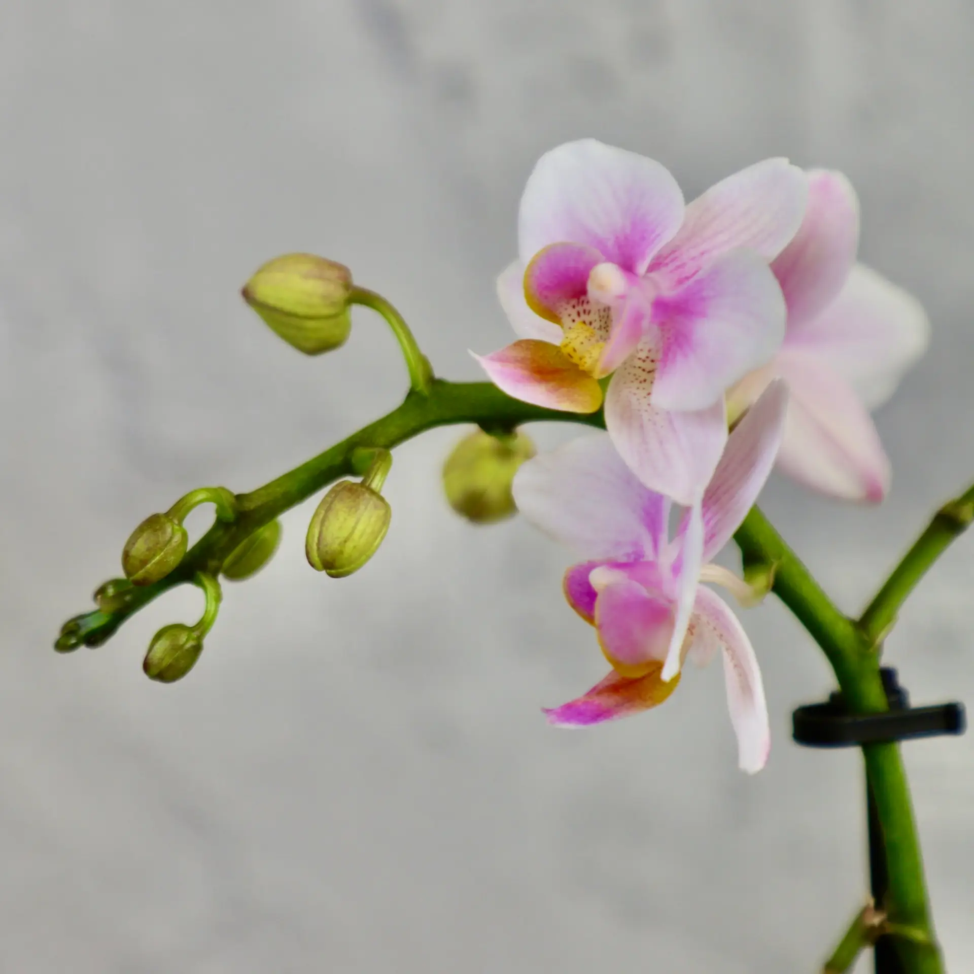 Orchidea phalaenopsis multiflora bielo ružová 1 Orchidea-phalaenopsis-bielo-ruzova-rastlinkovo