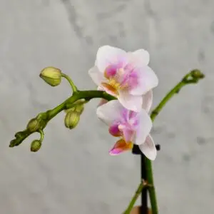 Orchidea-phalaenopsis-bielo-ruzova-rastlinkovo