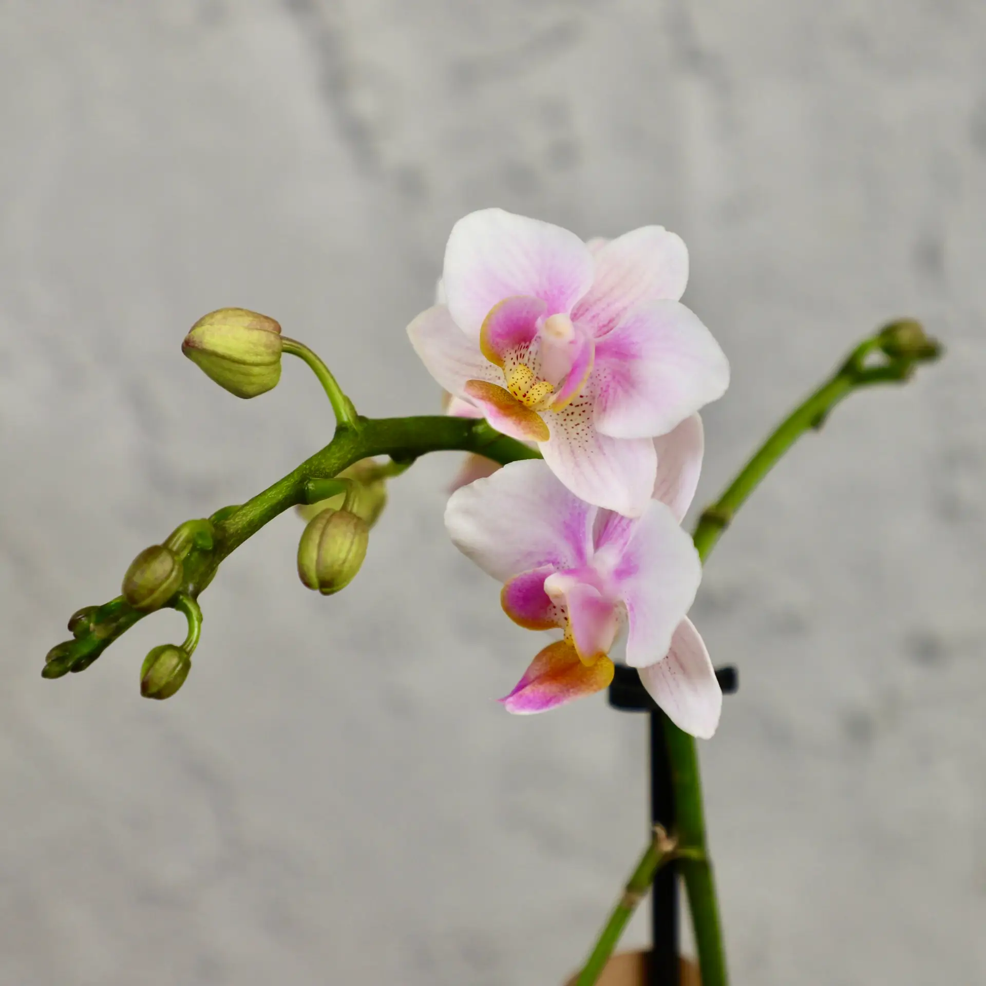Orchidea phalaenopsis multiflora bielo ružová 2 Orchidea-phalaenopsis-bielo-ruzova-rastlinkovo