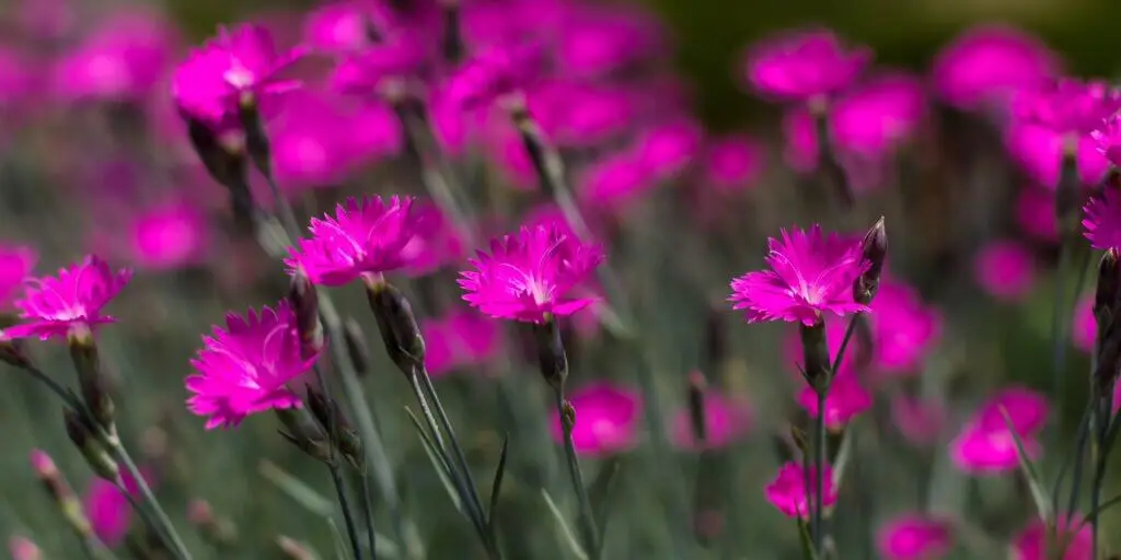 Skalničky: vytvorte si vlastnú skalku v záhrade (7 rastlín vhodných na vytvorenie skalky) 10 dianthus-klincek-rastlinkovo