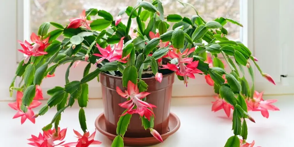 Vianočné rastliny: ktoré rastliny vám navodia tú správnu vianočnú atmosféru? 3 vianocny-kaktus-schlumbergera-rastlinkovo