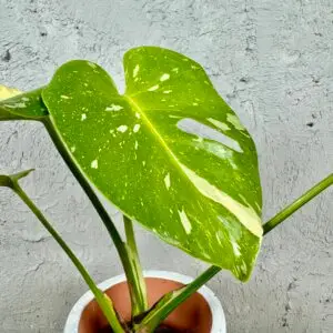 monstera-deliciosa-thai-constellation-rastlinkovo