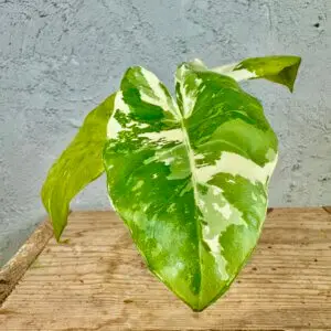 alocasia-macrorrhiza-variegata-rastlinkovo