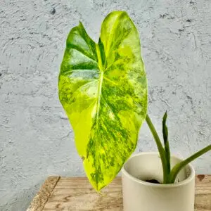alocasia-gageana-aurea-rastlinkovo