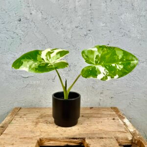 alocasia-macrorrhiza-variegata-rastlinkovo