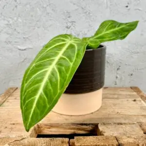 anthurium-villenaorum-hybrid-rastlinkovo