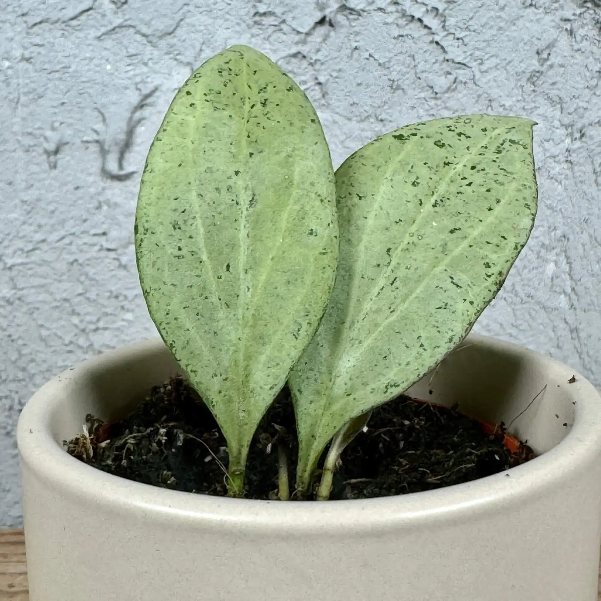 Hoya Nicholsoniae Newguinea Ghost baby 1 Hoya-Nicholsoniae-Newguinea-Ghost-rastlinkovo