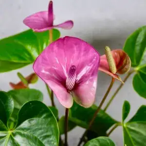 Anthurium-andraeanum-cavalli-purple-rastlinkovo