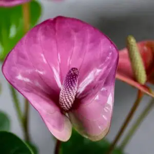 Anthurium-andraeanum-cavalli-purple-rastlinkovo