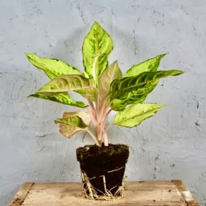 Aglaonema-Chartreuse-Pretty-rastlinkovo