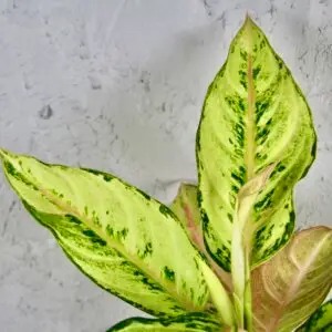Aglaonema-Chartreuse-Pretty-rastlinkovo