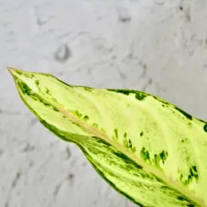 Aglaonema-Chartreuse-Pretty-rastlinkovo