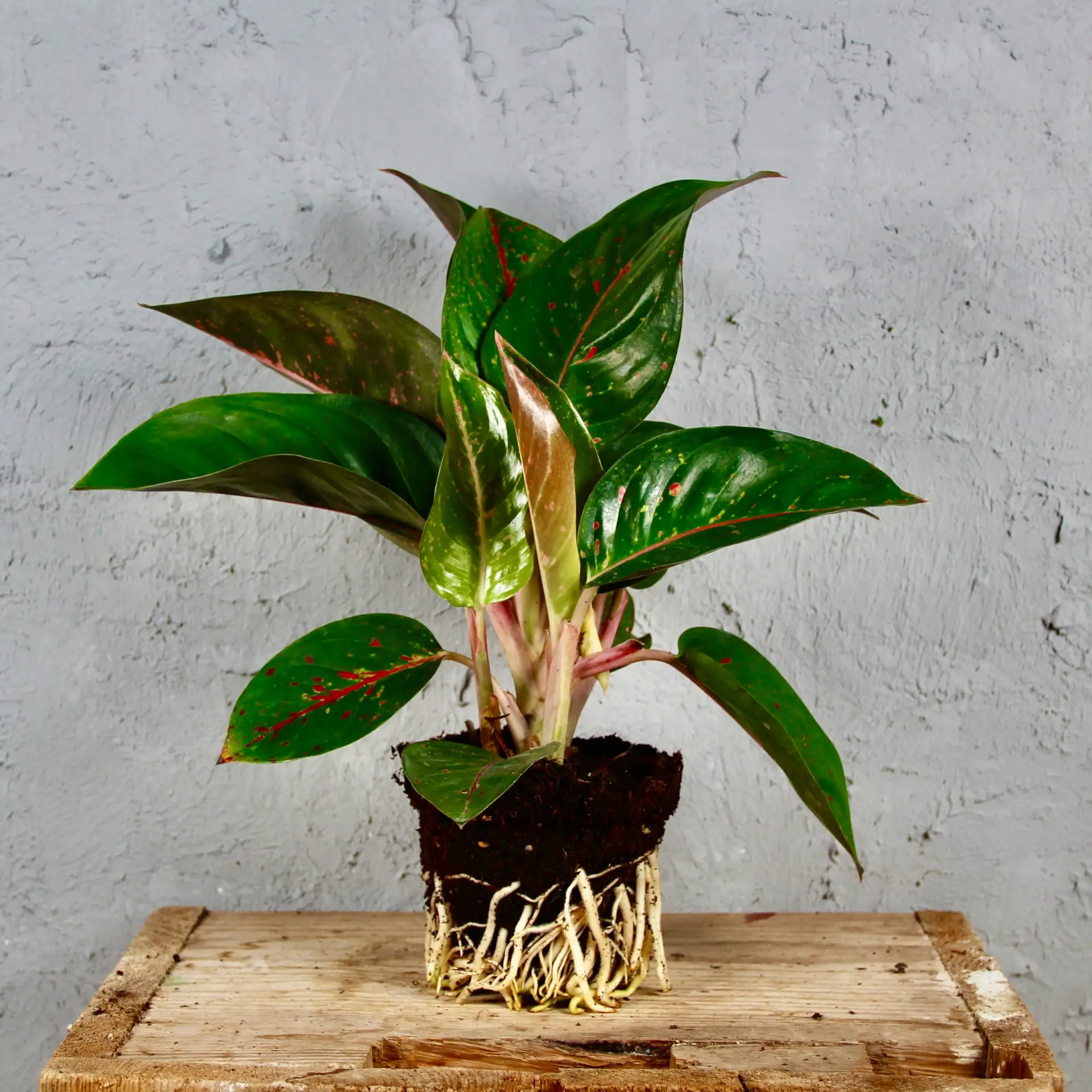 Aglaonema Red Dragon 2 aglaonema-red-dragon-rastlinkovo