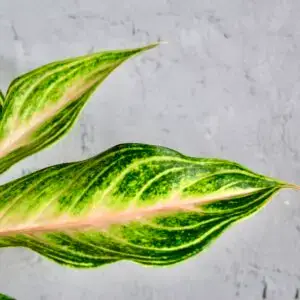 aglaonema-eyecatcher-rastlinkovo
