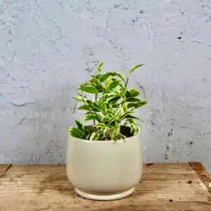 ficus-benjamina-variegata-rastlinkovo