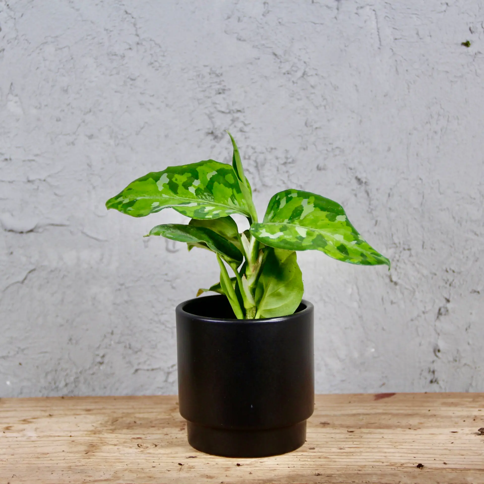 E-shop Aglaonema Pictum Tricolor baby