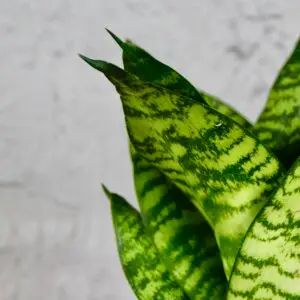 Sansevieria-Hahnii-Green-Stripe-rastlinkovo