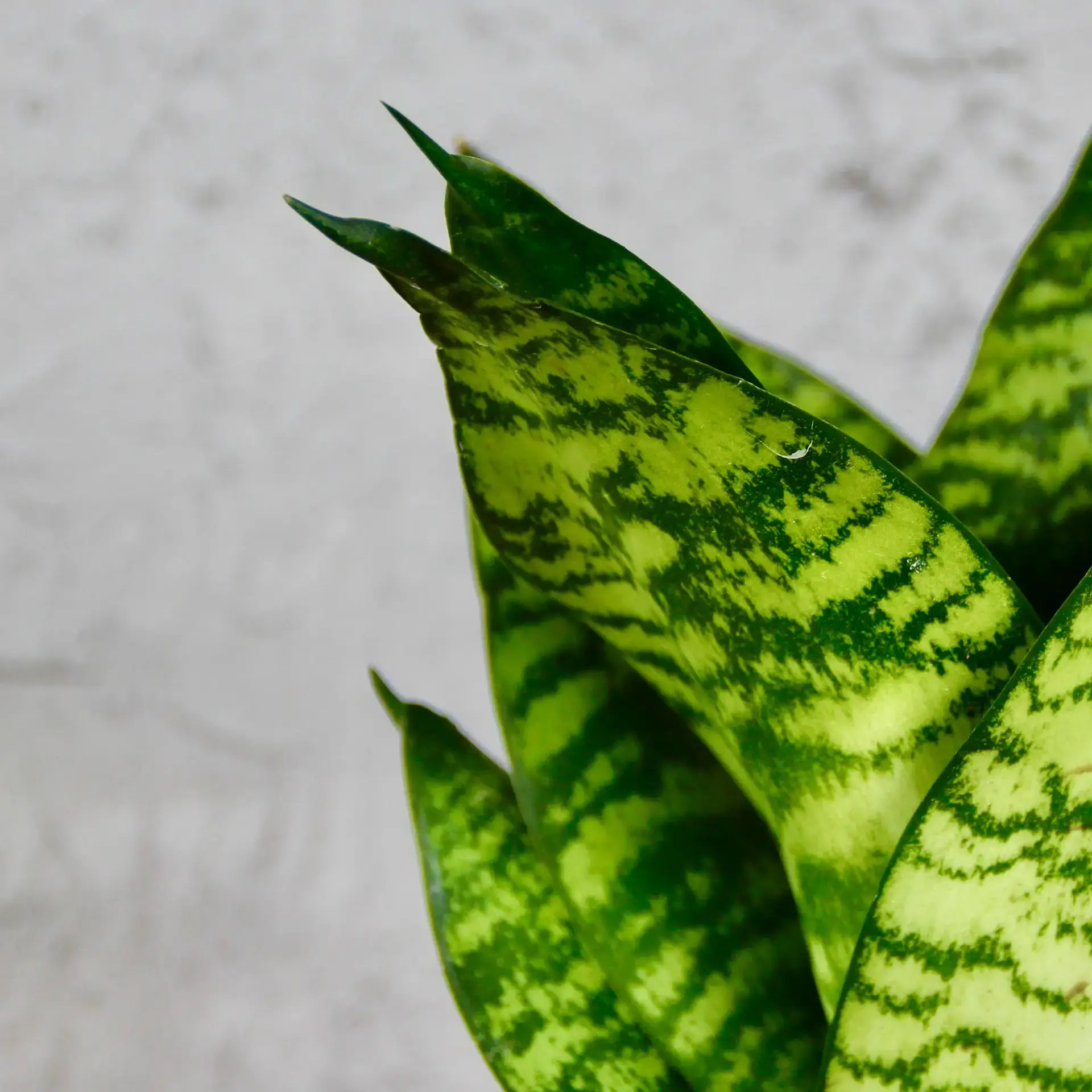 Sansevieria svokrine jazyky Trifasciata Hahnii Green Stripe 1 Sansevieria-Hahnii-Green-Stripe-rastlinkovo