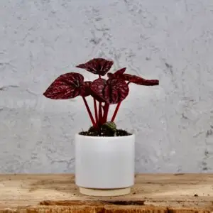 peperomia-caperata-red-luna-baby-rastlinkovo