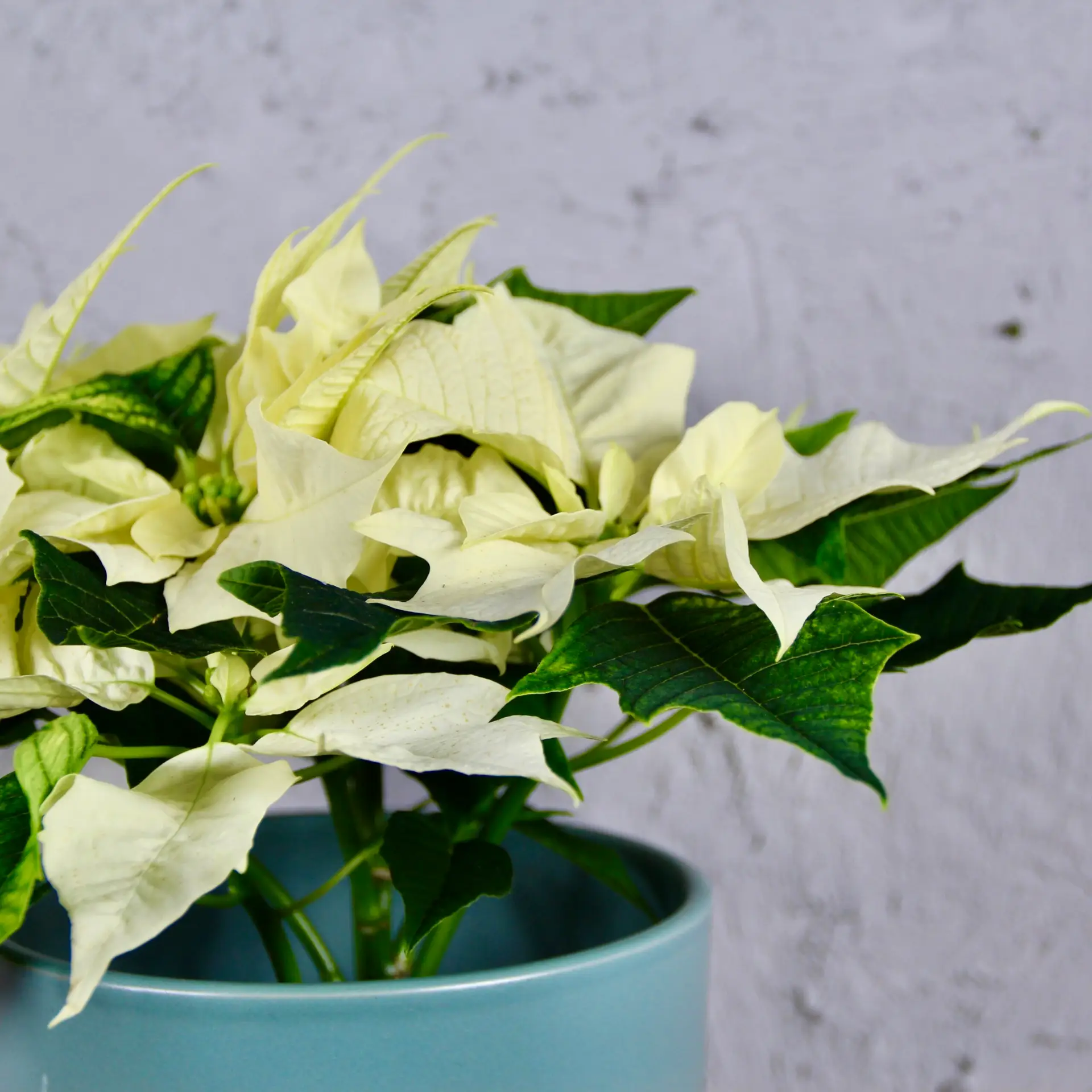 Poinsettia vianočná ruža biela 1 poinsettia-vianocna-ruza-biela-rastlinkovo